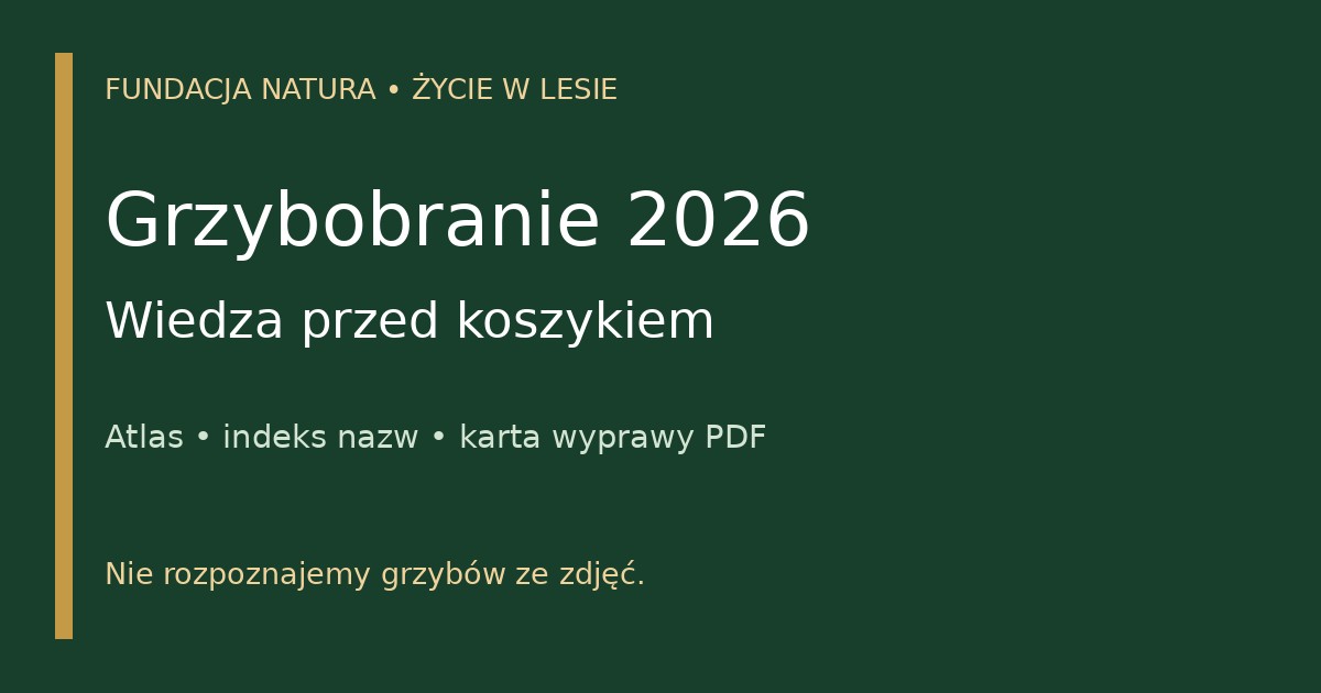 Grzybobranie 2026 — wiedza przed koszykiem